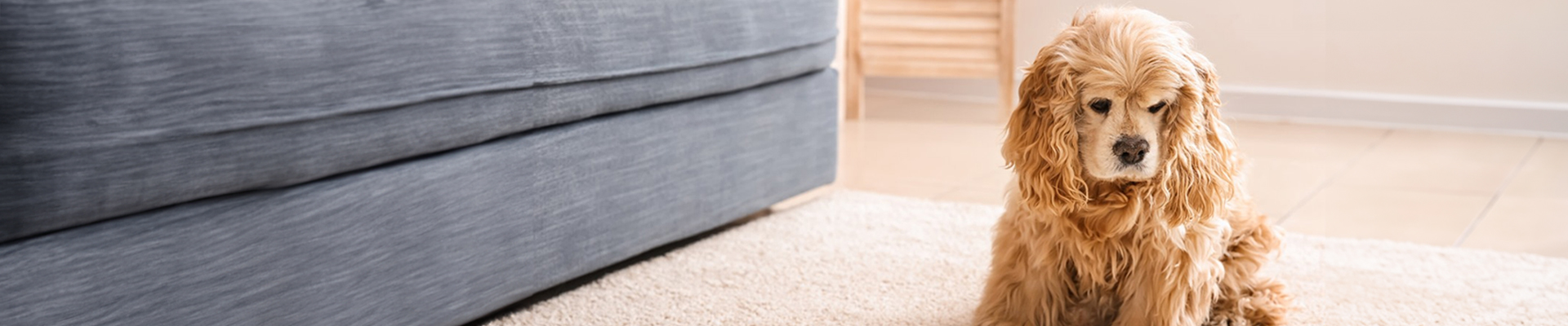 pet stains on carpet