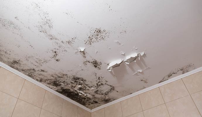 Dark mold spots and peeling paint on a white ceiling due to moisture