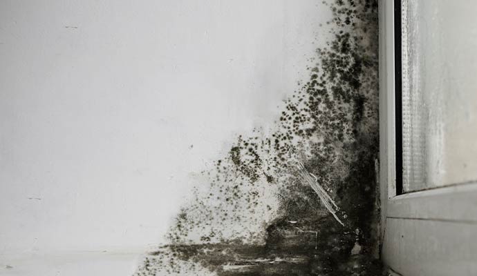 Extensive black mold growth spreading across a white wall corner near a window frame