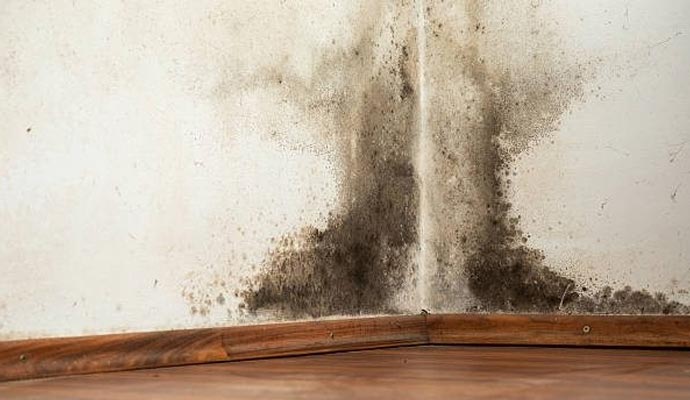 Black mold on the wall