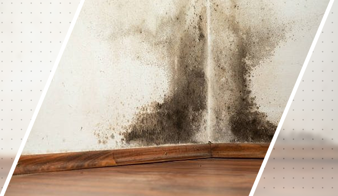 Black Mold Remediation in Pueblo & Colorado Springs | Trujillo's