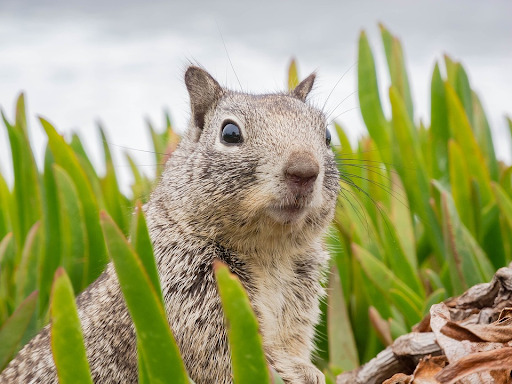 Tips for Cleaning After Rodent Removal
