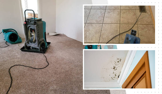 carpet and floor cleaning & mold remediation in Colarado Springs