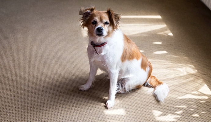 Dog sitting on the carpet