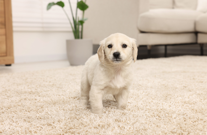 pet on the carpet