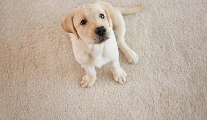 Pet Stain Removal from Carpets in Pueblo & Colorado Springs