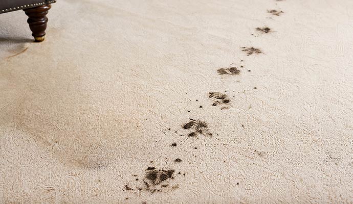 Dirty pet footprints on a light colored carpet