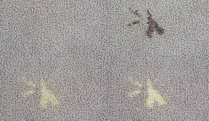 Discolored carpet with visible stains and yellow bleach marks