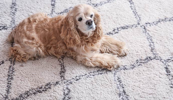 Small dog lying on a light patterned carpet