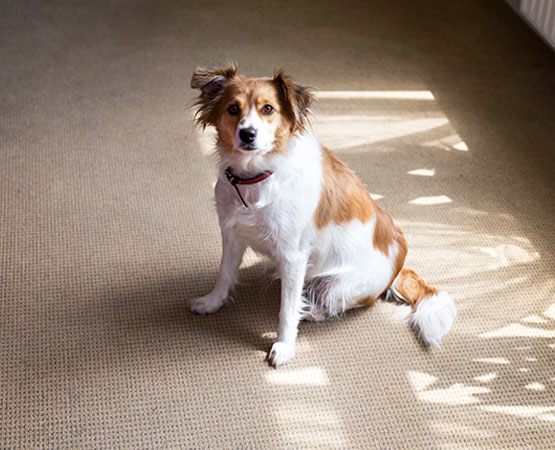 Dog sitting on clean tan carpet