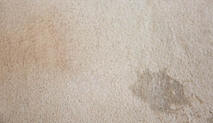 Close-up of a gray stain on light colored carpet