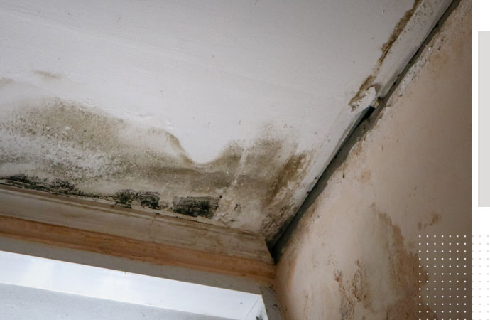 Mold Removal