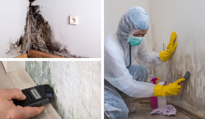 Mold remediation and testing services