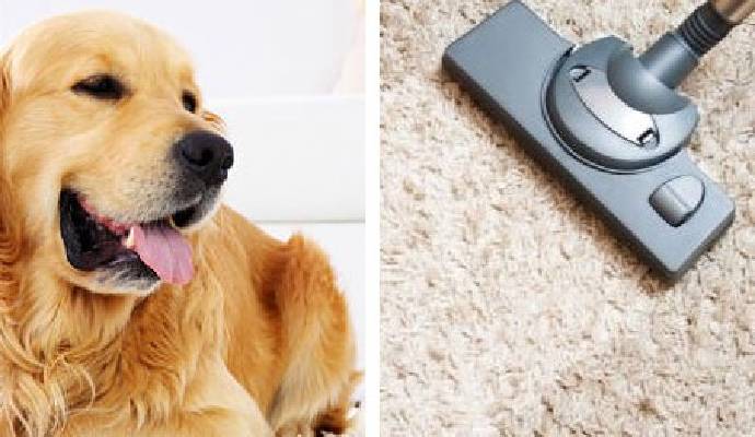 Pet on carpet and carpet cleaning service