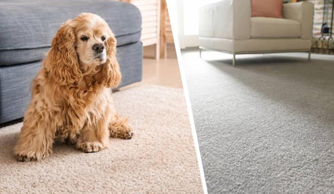Pet sitting on a carpet and a clean carpet