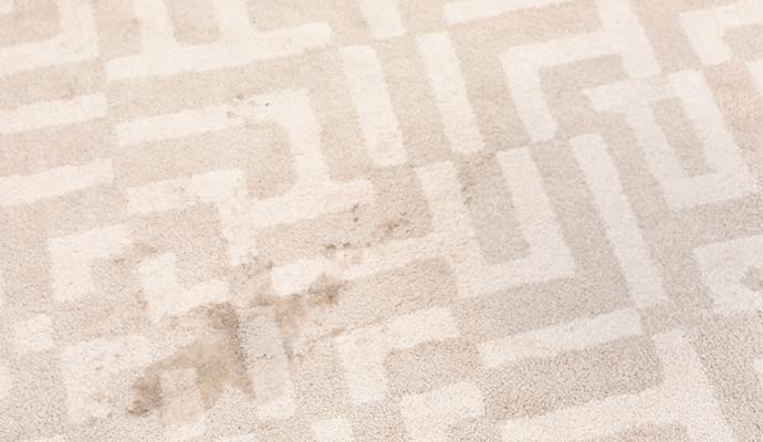 Pet stain on carpet