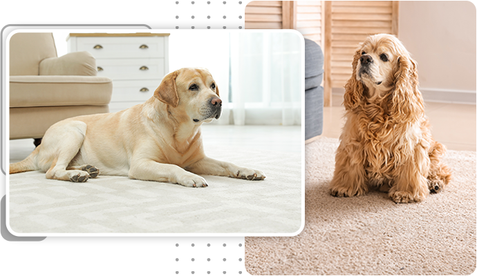 Professional Carpet Pet Treatments in Pueblo & Colorado Springs