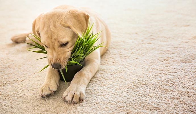 Playful pet on carpet