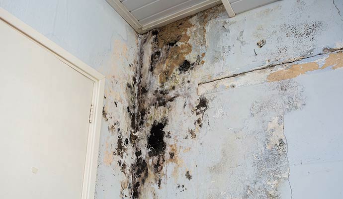 Severe mold growth and water staining on a structural interior wall