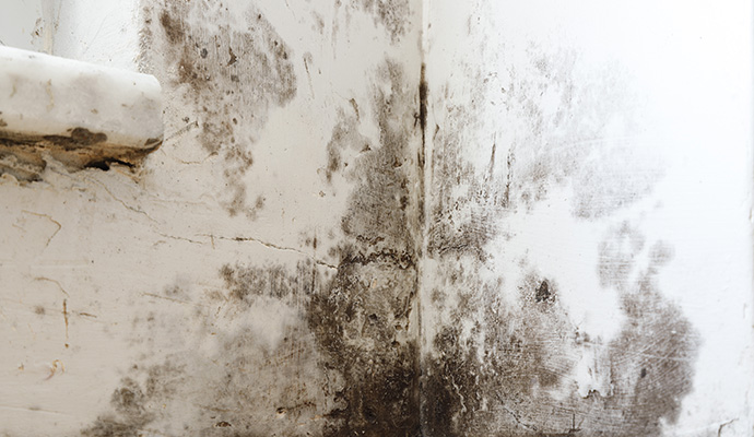 Black mold growth on an interior wall